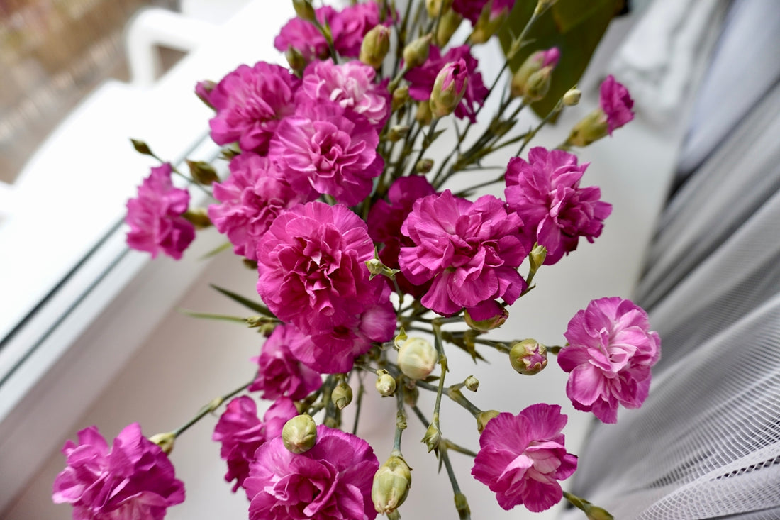 A bouquet of vibrant pink carnations on a windowsill.